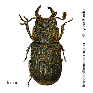 Ceratognathus niger