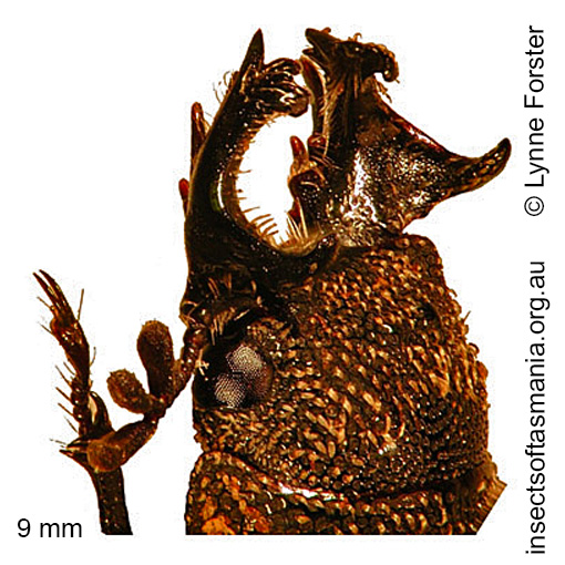 Species image