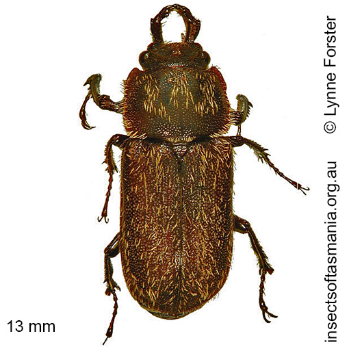 Species image