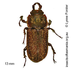 Ceratognathus westwoodi