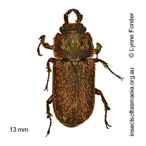 Ceratognathus westwoodi