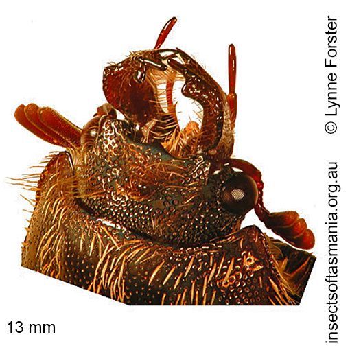 Species image