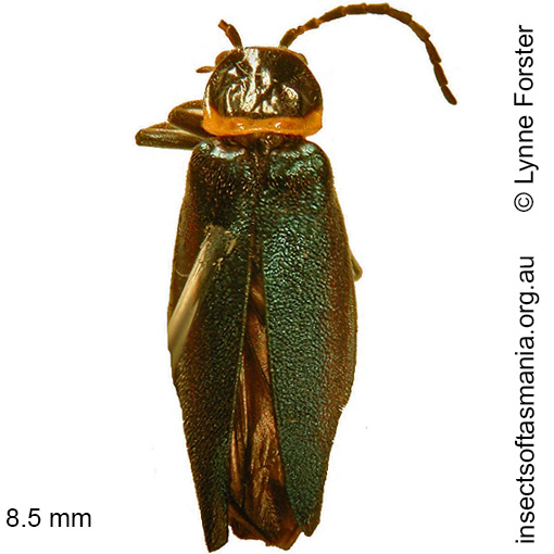 Species image