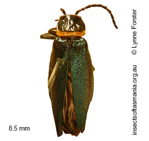 Chauliognathus lugubris