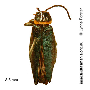 Chauliognathus lugubris