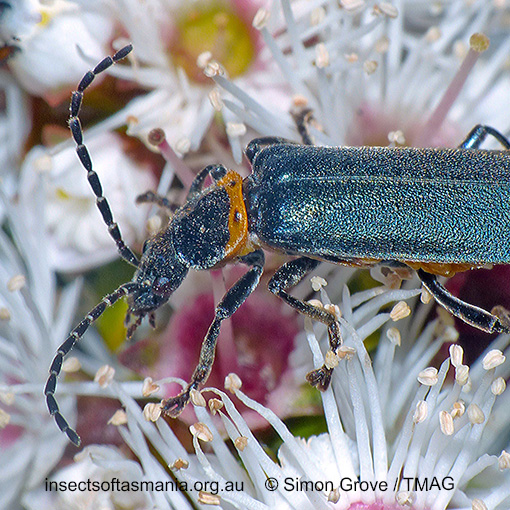 Species image