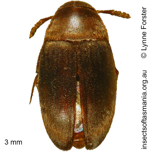 Species image