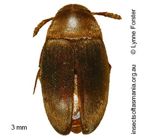 Cholevinae TFIC sp 01
