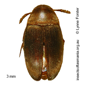 Cholevinae TFIC sp 01