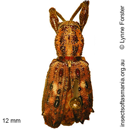 Species image