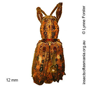 Chrysophoracis pulcher
