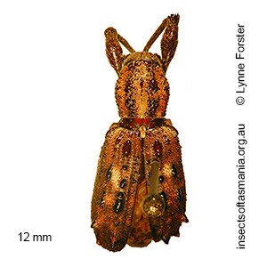 Chrysophoracis pulcher