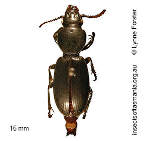 Chylnus ater