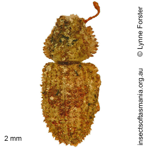 Species image