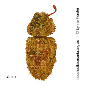 Ciconissus gibbicollis