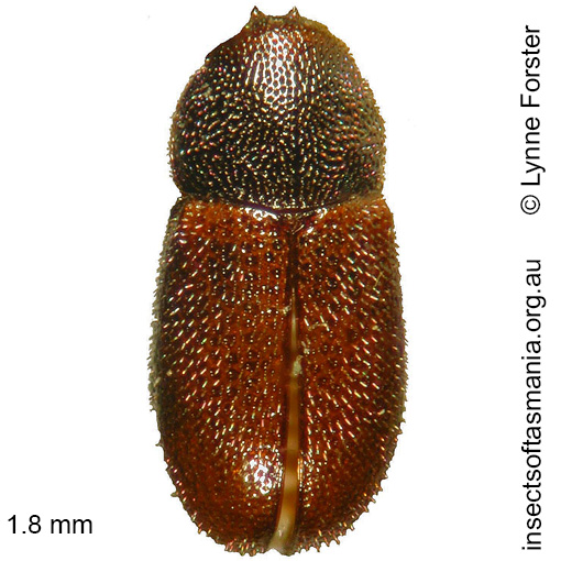 Species image