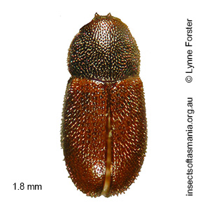 Cis blackburni