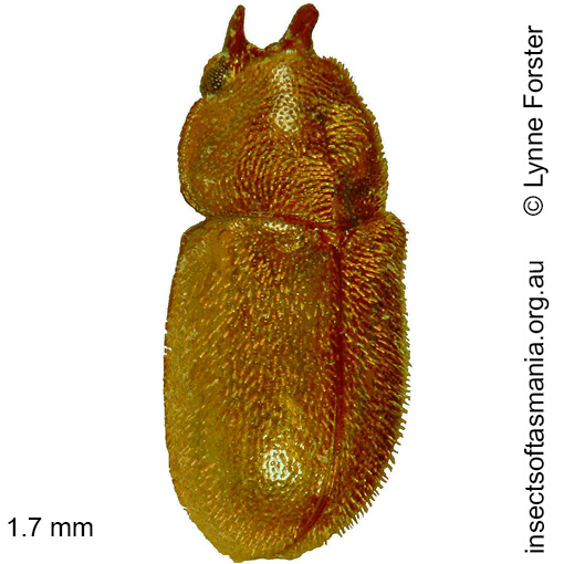Species image