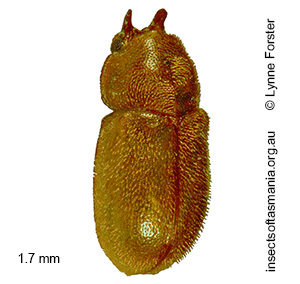 Cis cervus