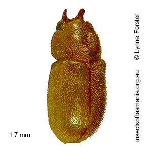 Cis cervus
