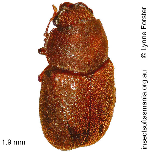Species image