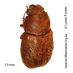 Cis simillimus