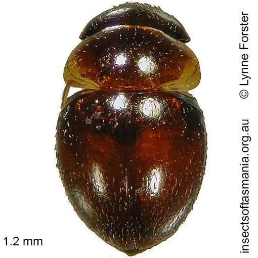 Species image