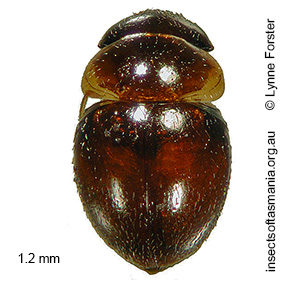 Clambus bornemisszai