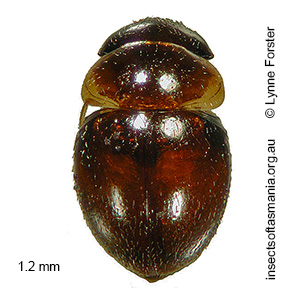 Clambus bornemisszai