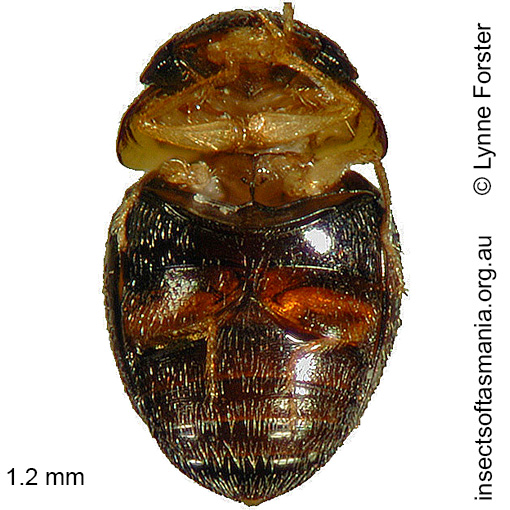 Species image