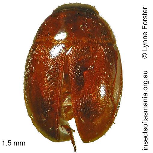 Species image