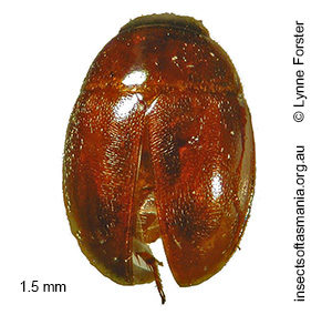 Colenisia TFIC sp 01