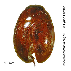 Colenisia TFIC sp 01