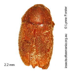Colon TFIC sp 03