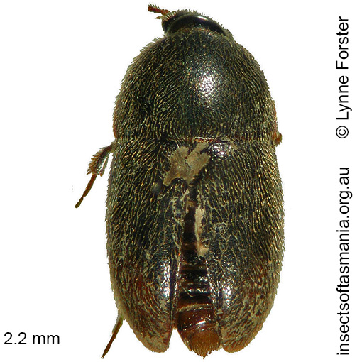 Species image