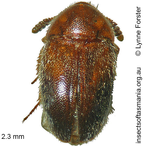 Species image