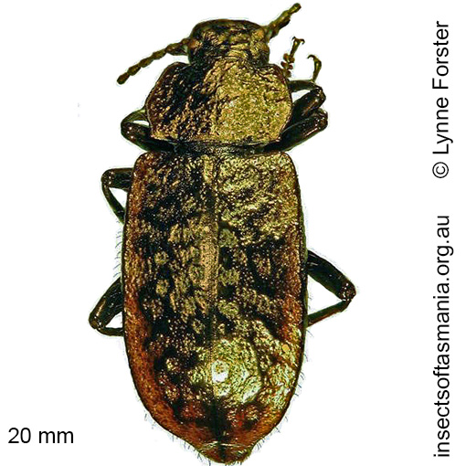 Species image