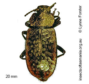 Coripera deplanata