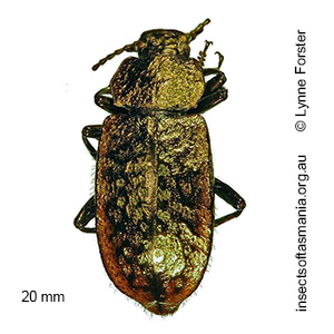 Coripera deplanata