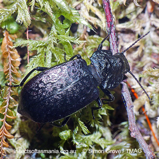 Species image