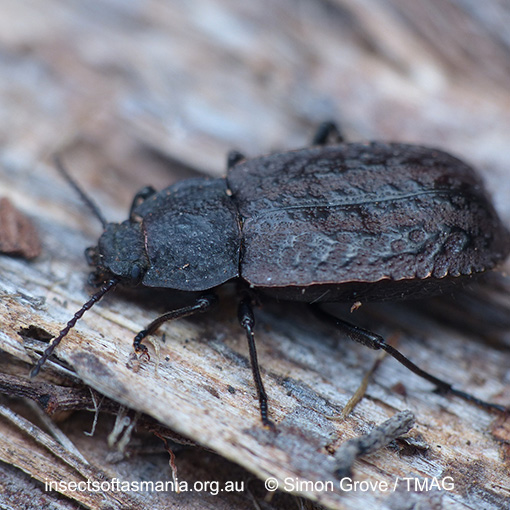 Species image