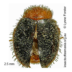Cryptolaemus montrouzieri