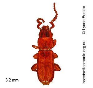 Cryptolestes diemenensis