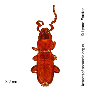 Cryptolestes diemenensis
