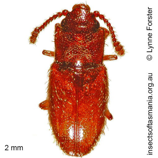 Species image