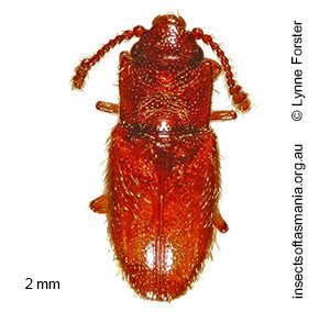 Austroscelis gibbipennis