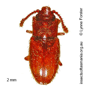 Austroscelis gibbipennis