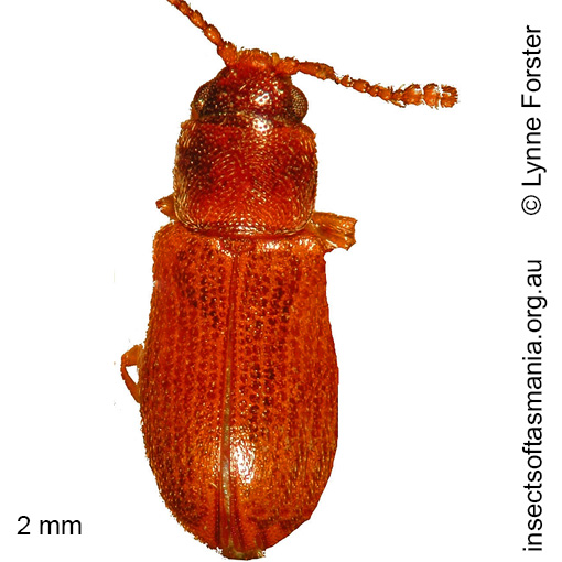 Species image