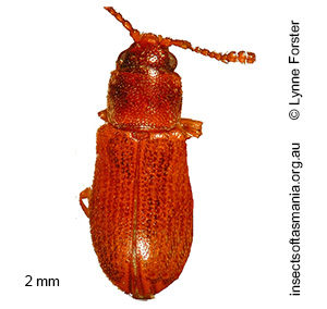 Antarcticotectus tasmanicus