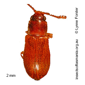 Antarcticotectus tasmanicus